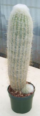 Espostoa_melanostele